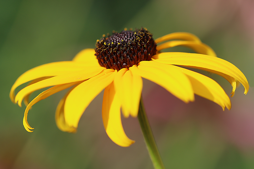 Black-Eyed Susan