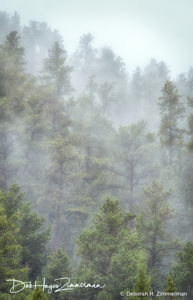 Fog Among the Pines