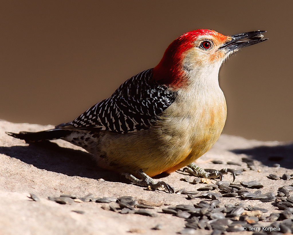Red-bellied Woodpecker
