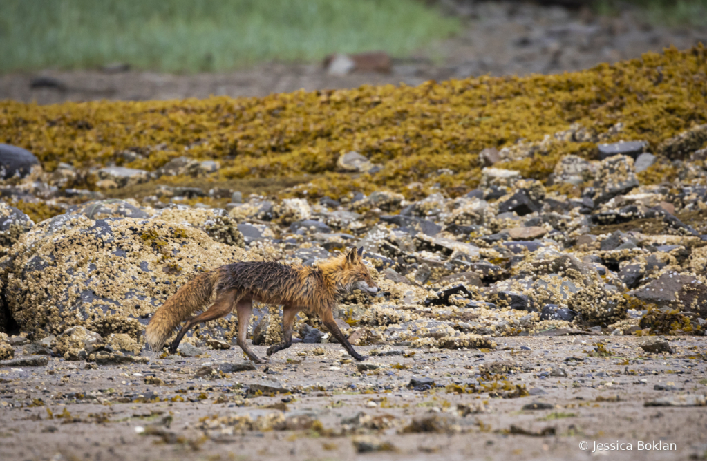 Red Fox