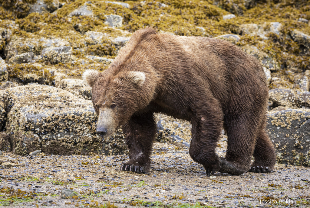 Male Bear Clamming