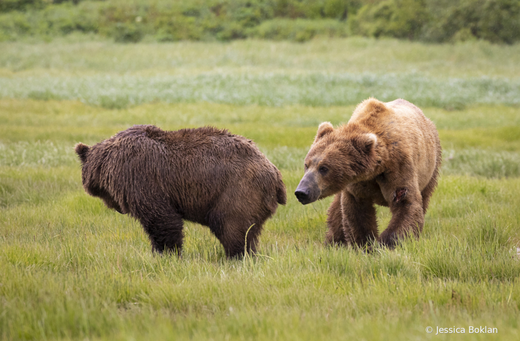 Courtship