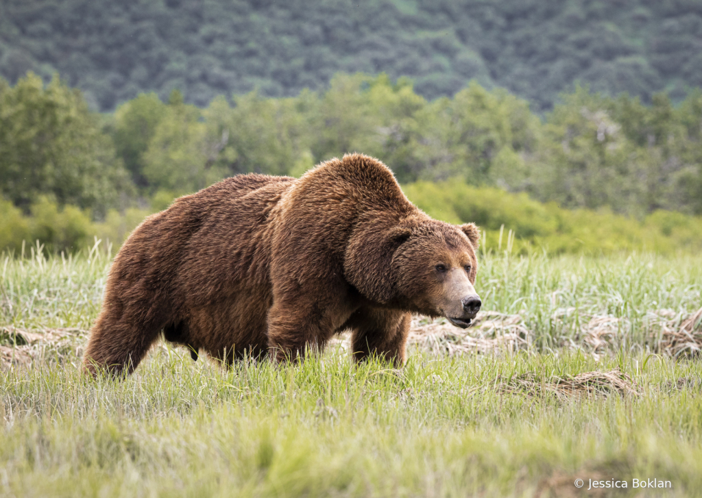 Brown Bear Male