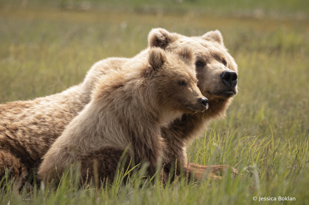 Mom with One-Year-Old Cub