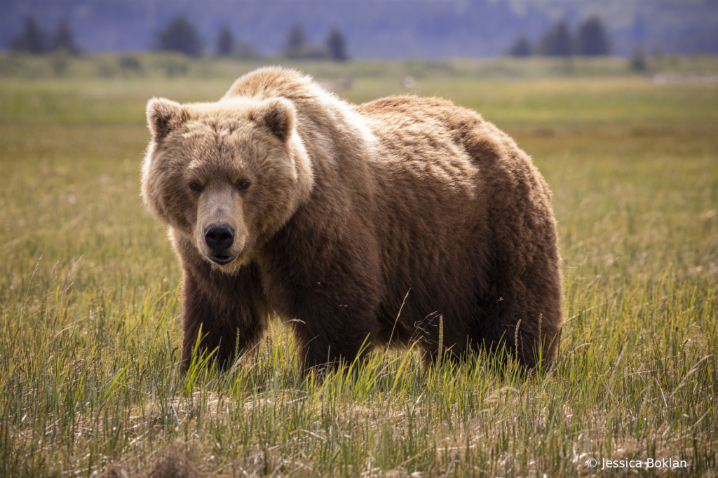 Brown Bear Female