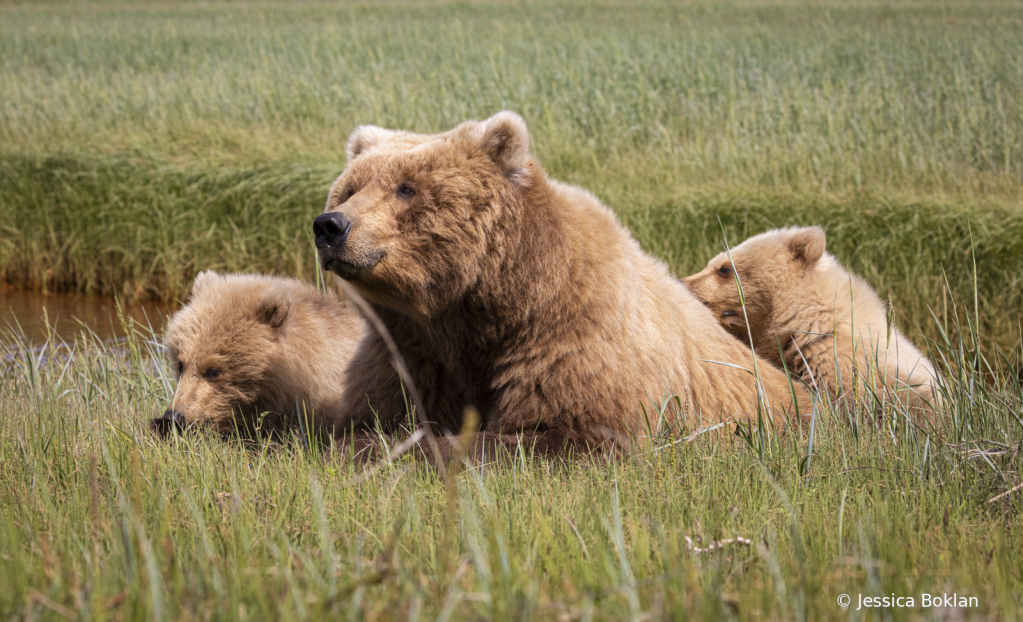 Cappuccino with One-Year-Old Cubs, Mocha and Latte