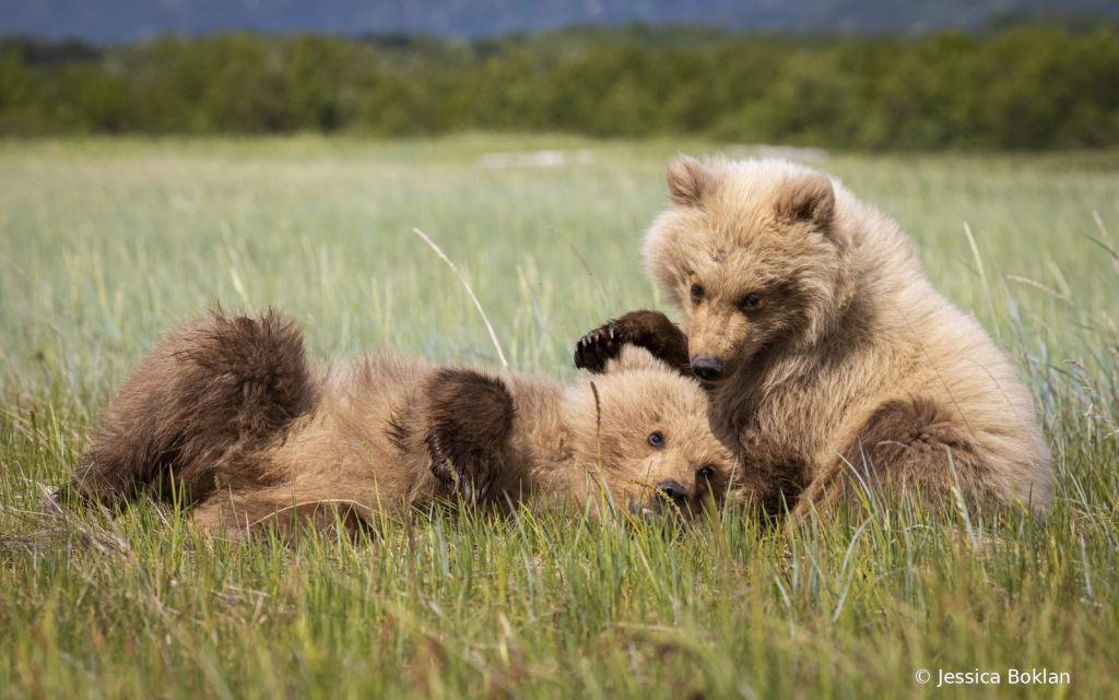 Sibling Love