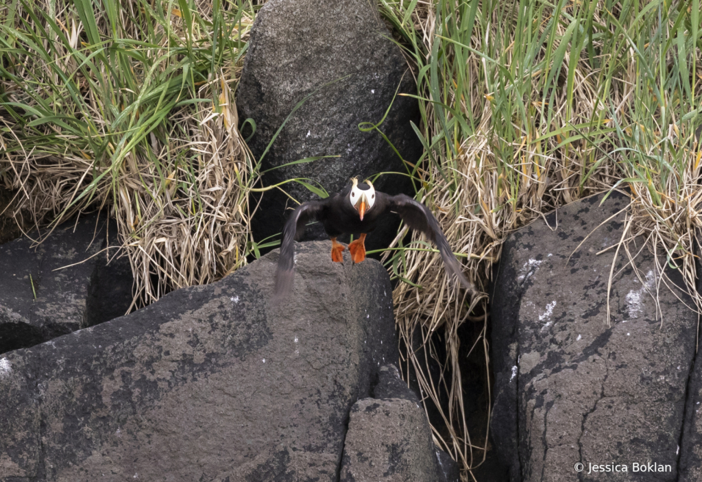 Tufted Puffin