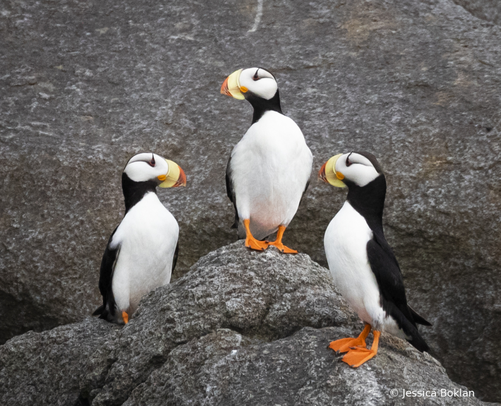 Puffins