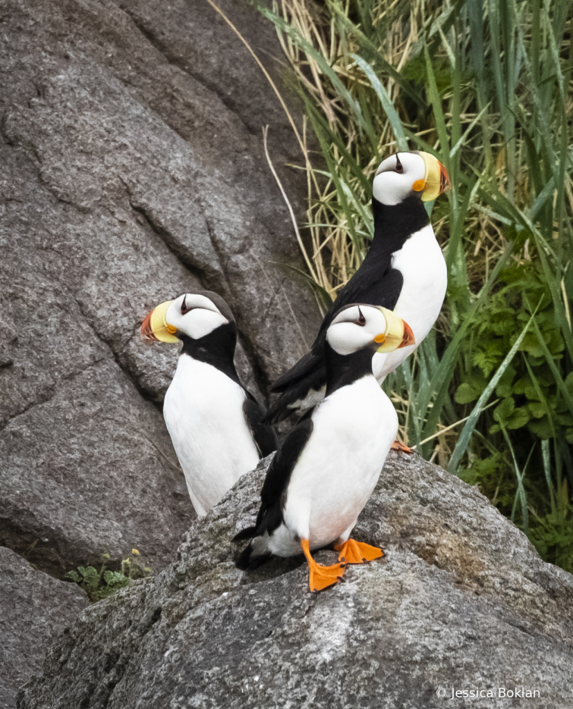 Puffins