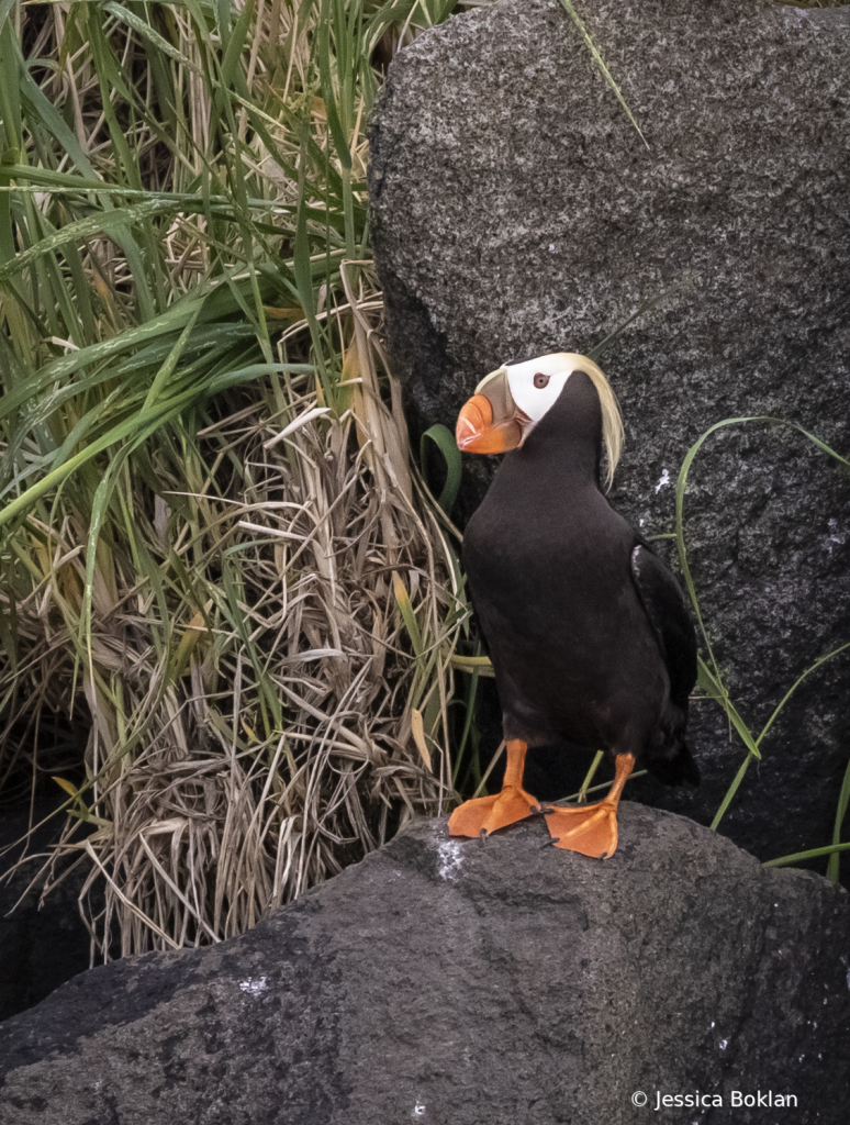 Tufted Puffin