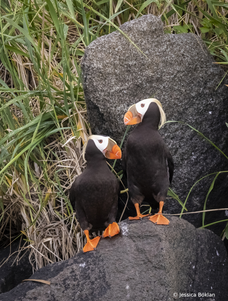 Tufted Puffins