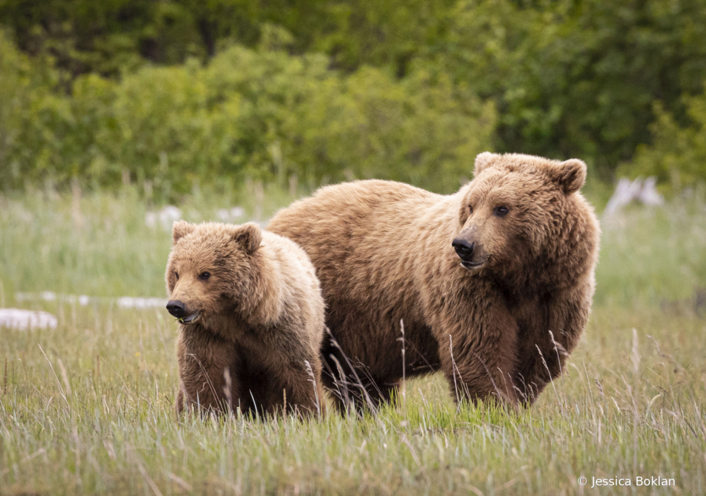 Mom with Two-Year-Old Cub