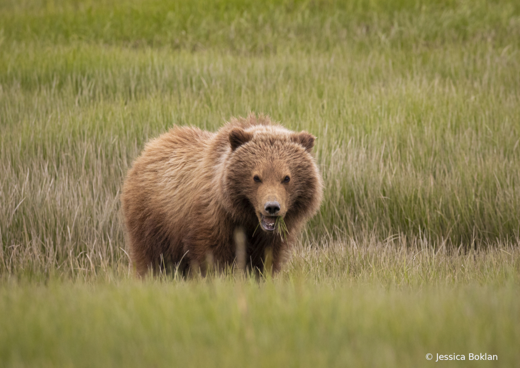 One-Year-Old Cub