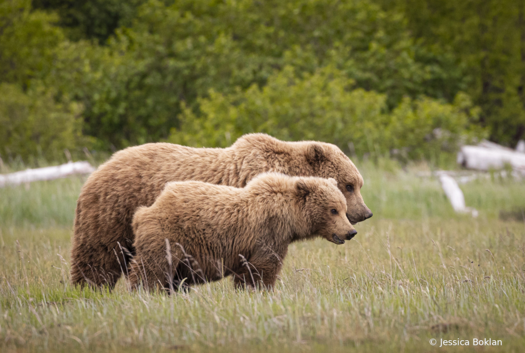 Mom with Two-Year-Old Cub