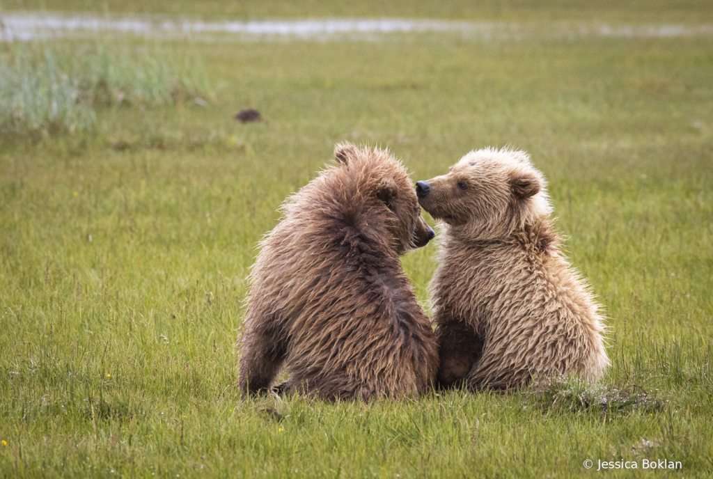 Sibling Love