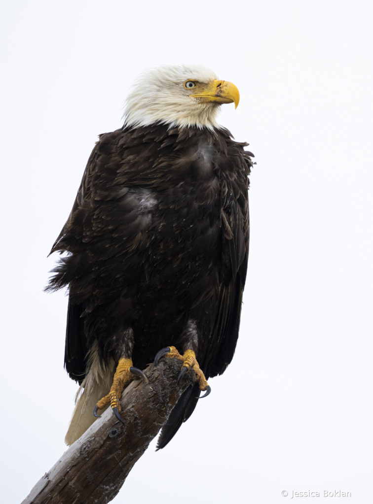 Young Bald Eagle