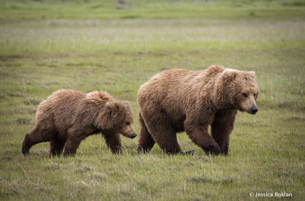 Mom with Two-Year-Old Cub