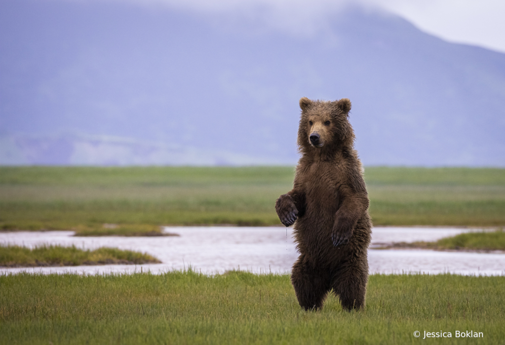 Curious Cub