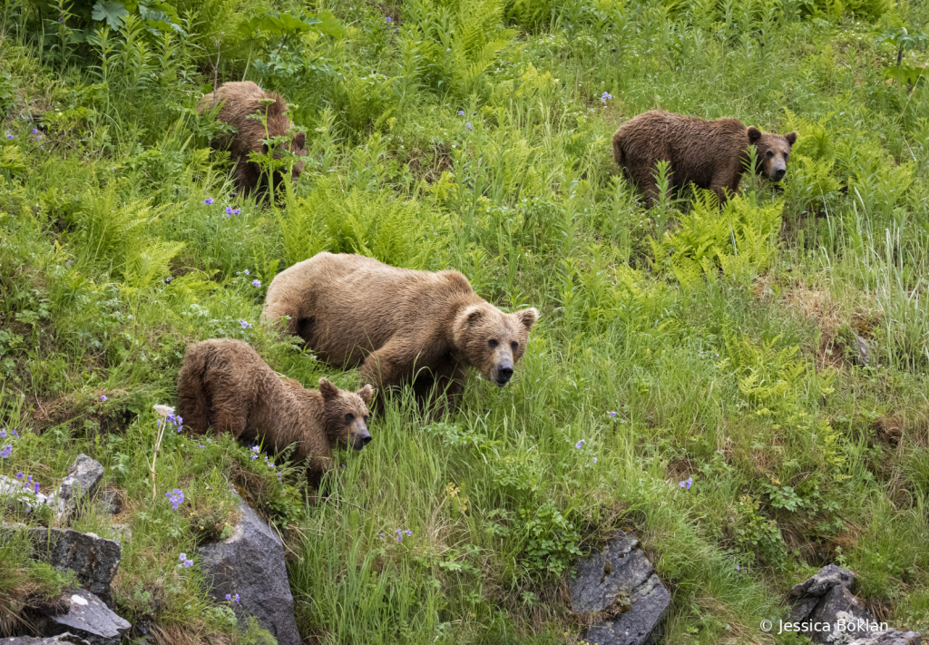 Mom with Two-Year-Old Cubs