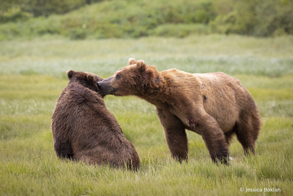 Courtship