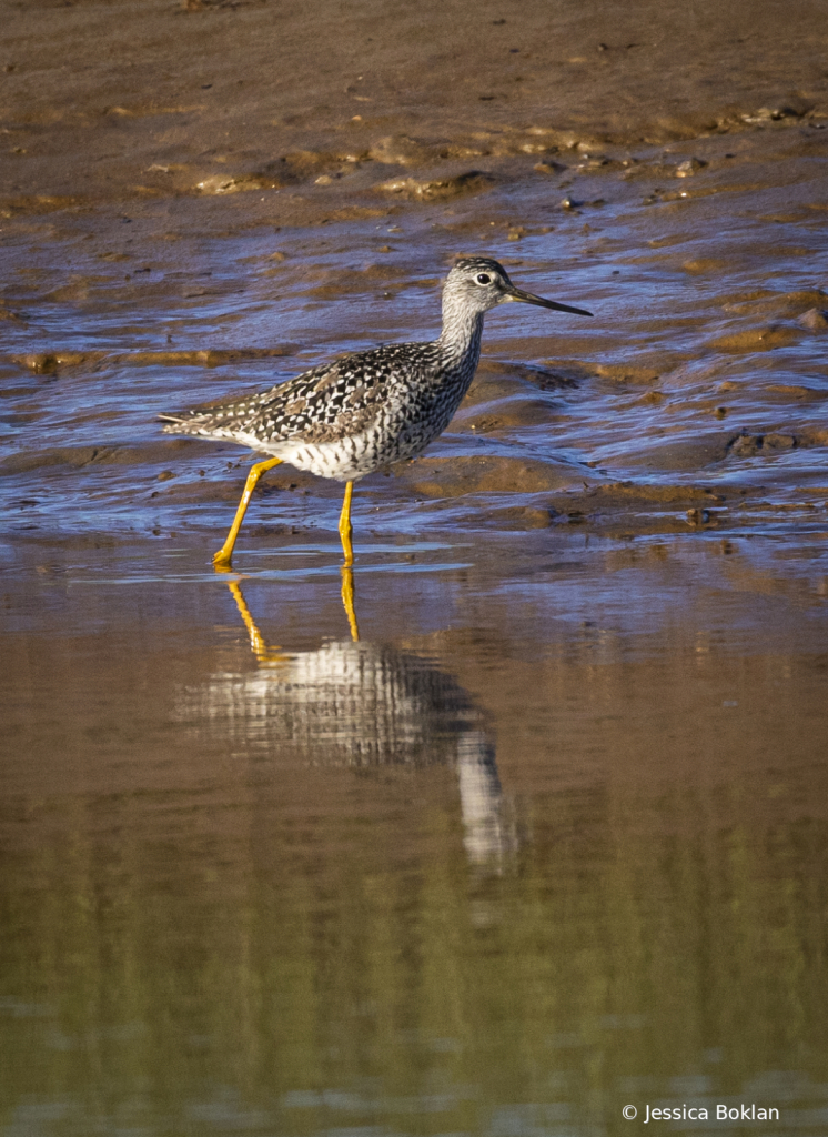 Greater Yellowlegs