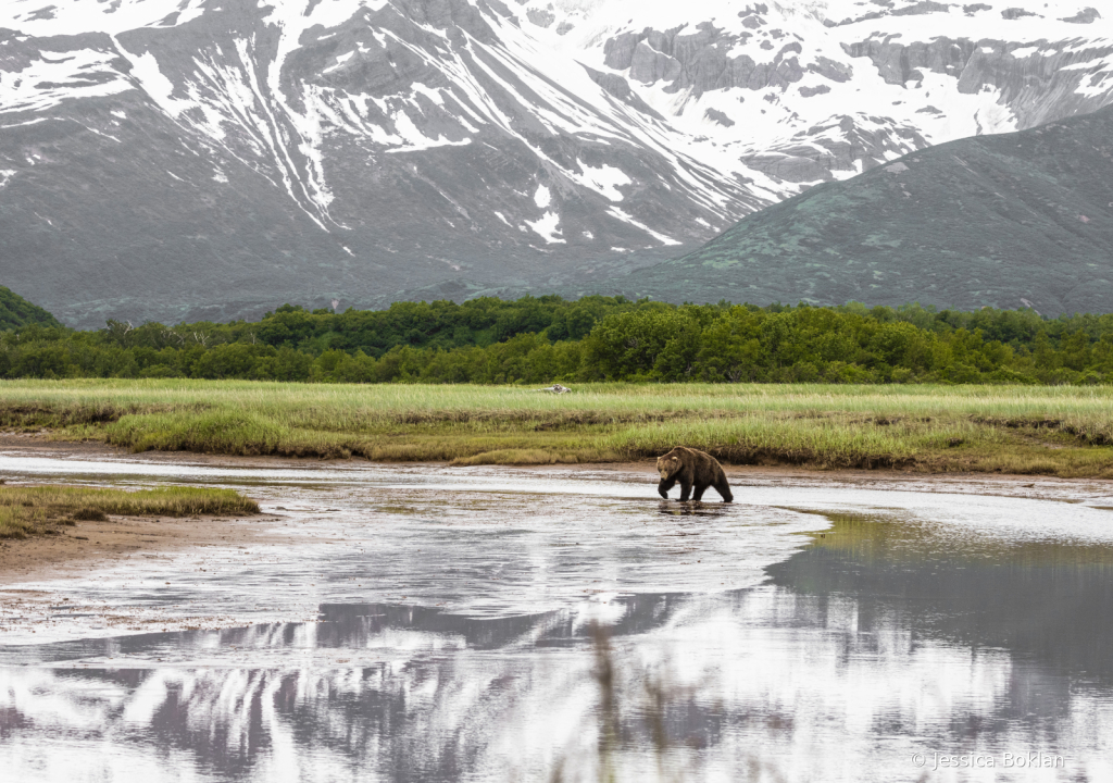 Katmai Bear