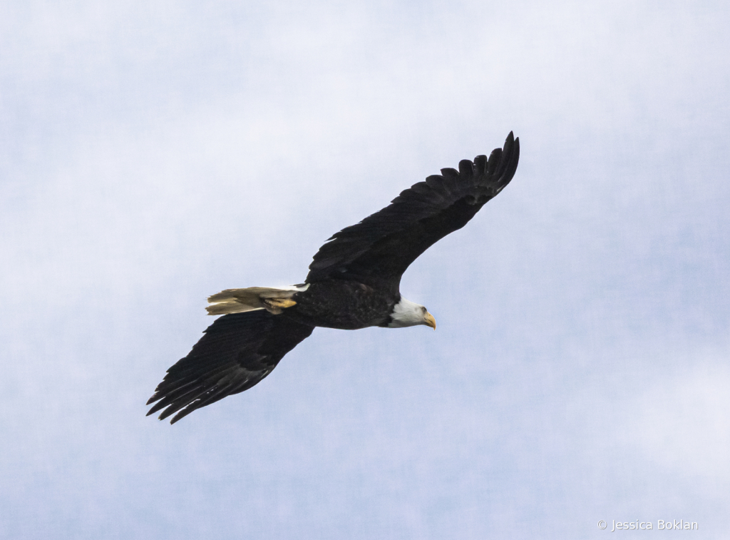 Bald Eagle