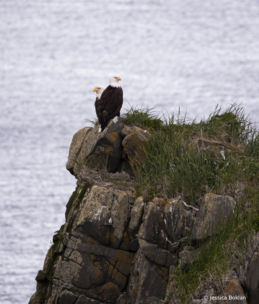 Bald Eagle Nest