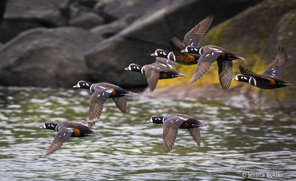 Harlequin Ducks