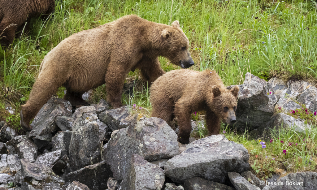 Mom with Two-Year-old Cub