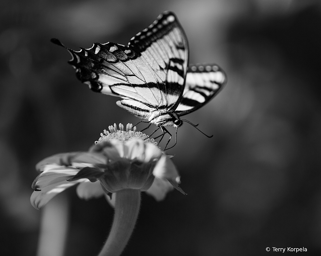 Butterfly B&W