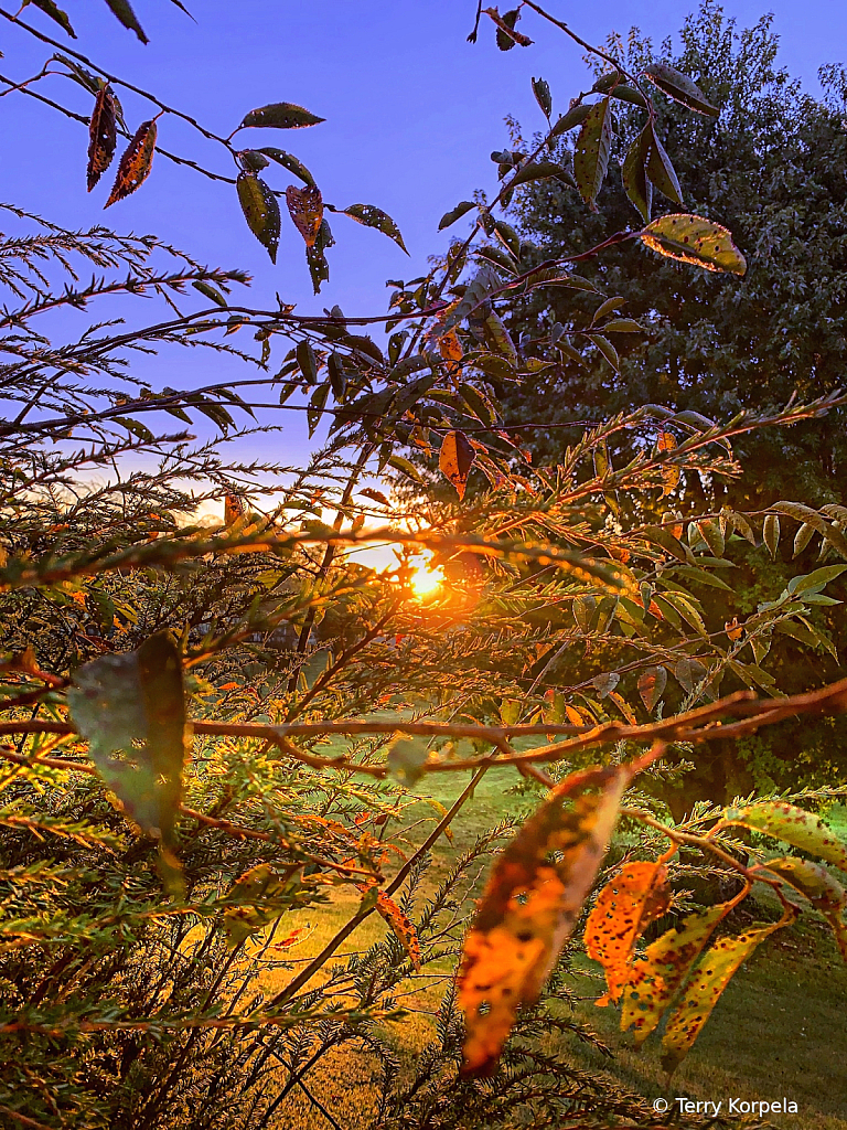 Backyard Sunrise