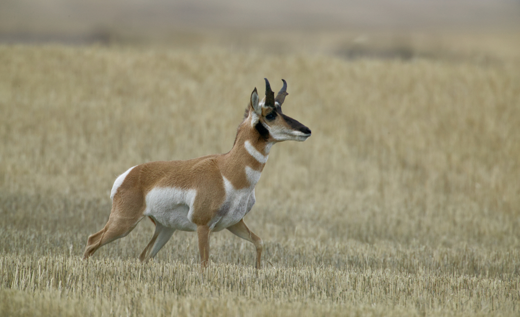 Antelope, 908V3922