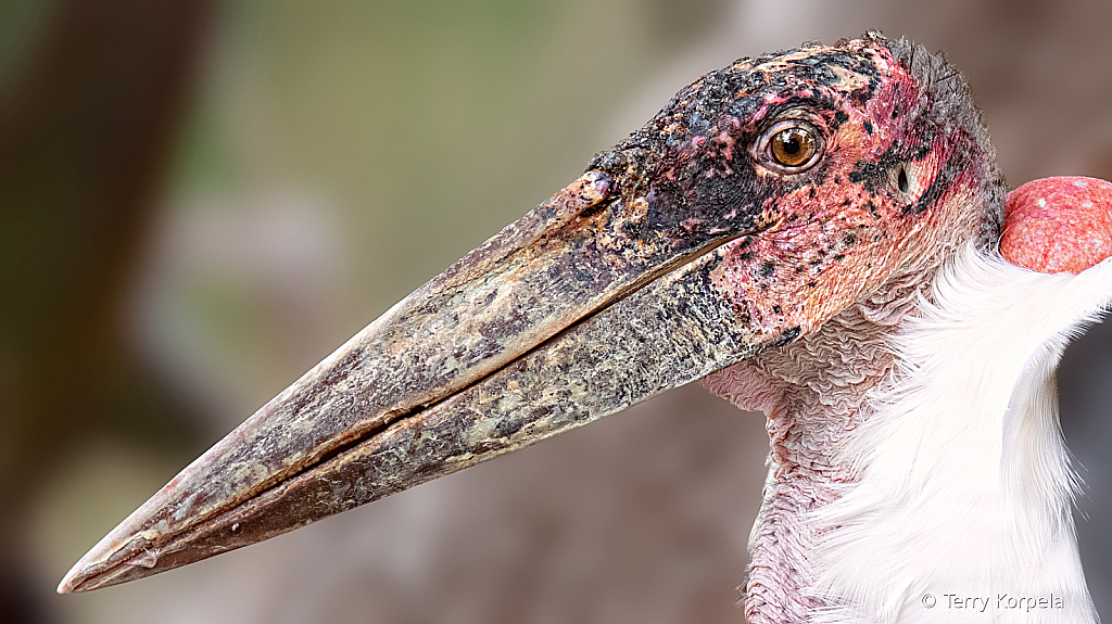 Marabou Stork Portrait