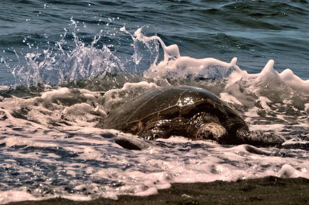 Coming Ashore