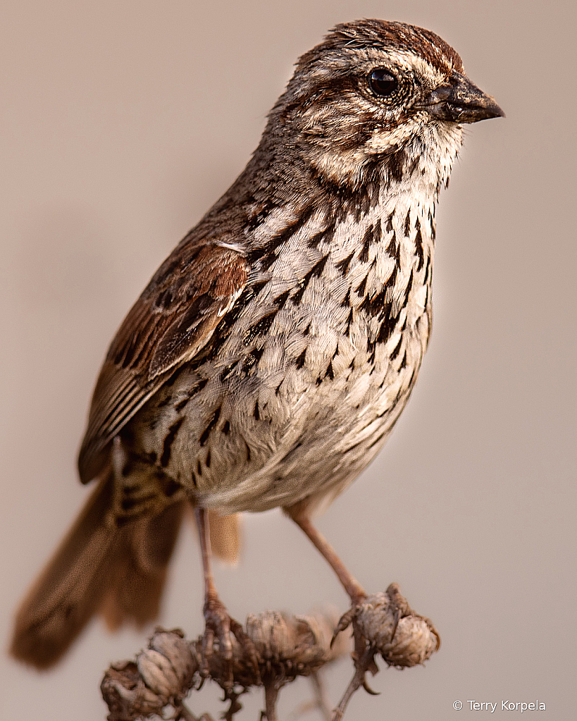 Song Sparrow