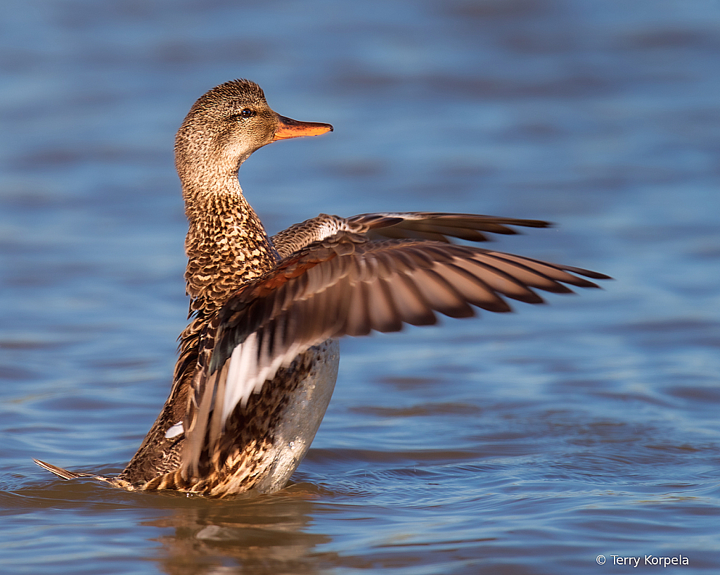 Entertaining Quacker