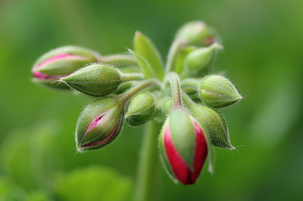 Geranium Buds