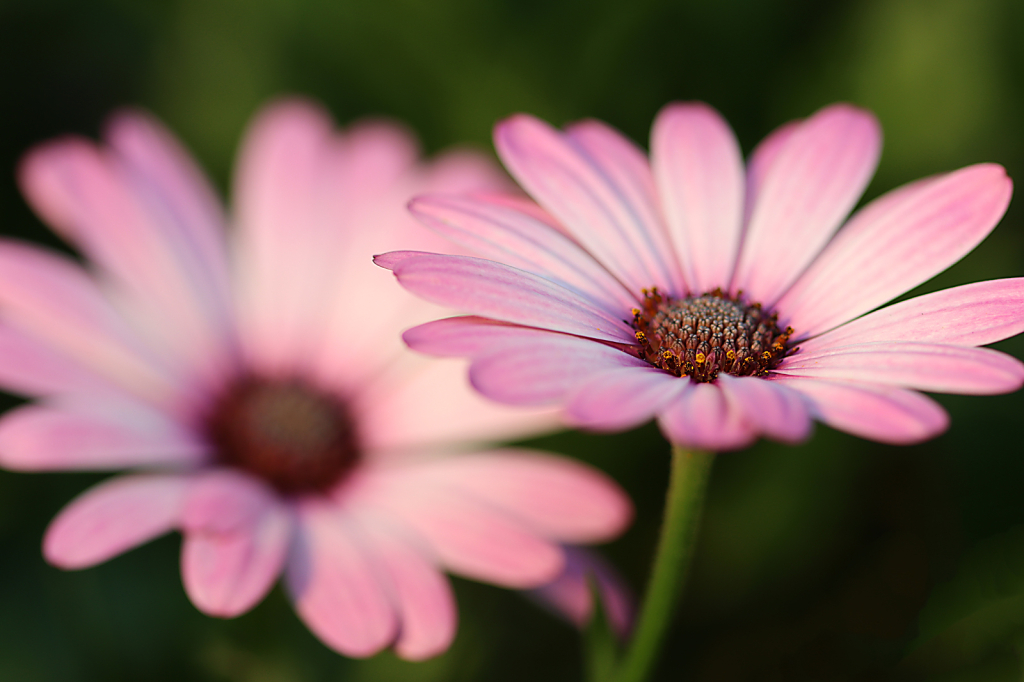 African Daisy