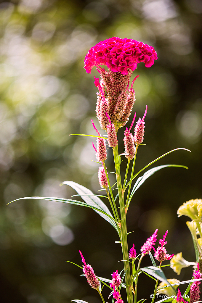 State Botanical Garden of Georgia