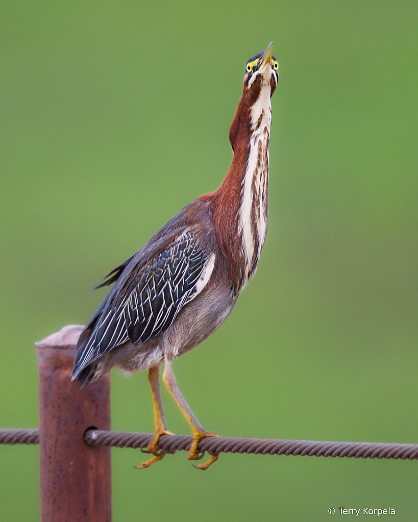 Bird on a Wire