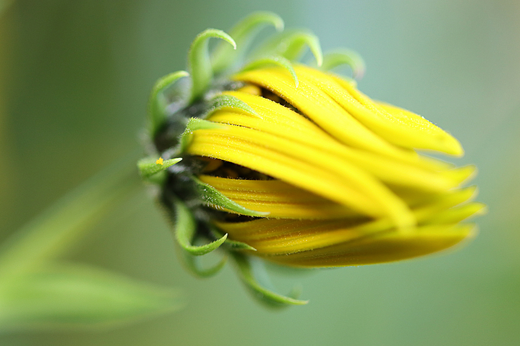 Ready to Open