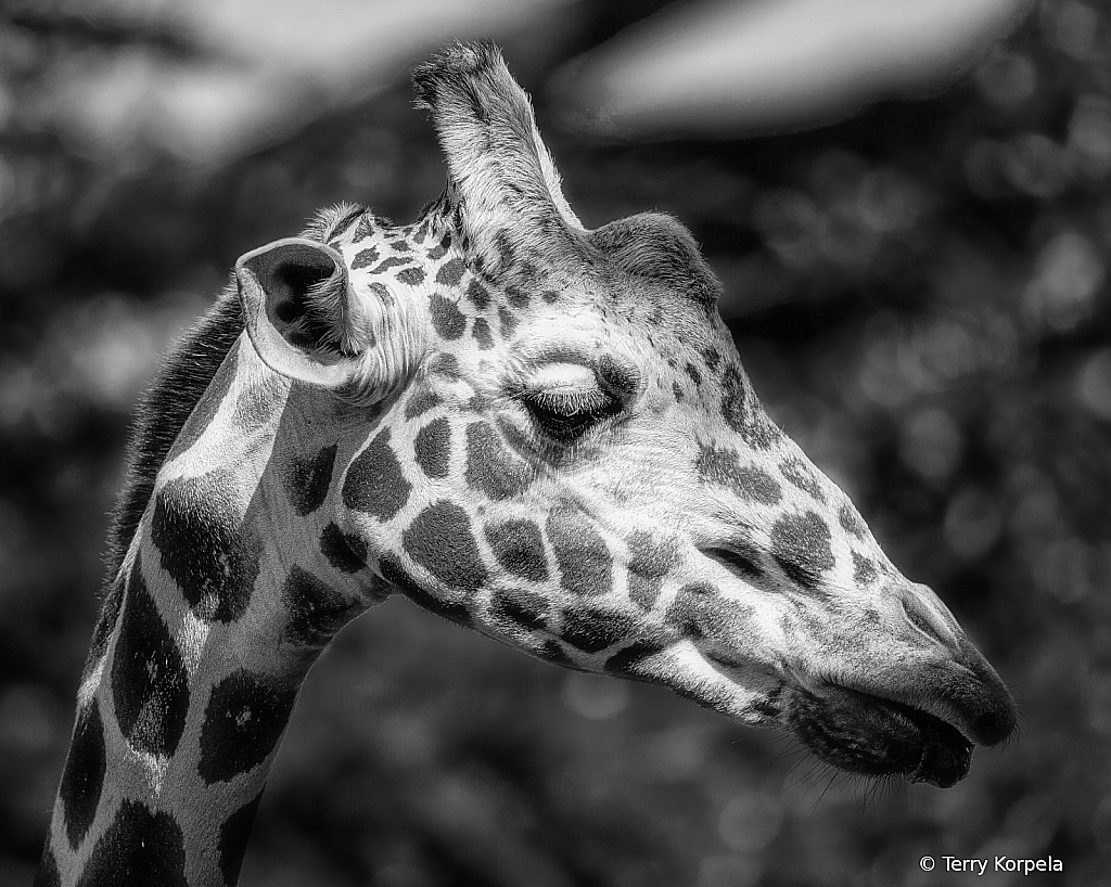 Giraffe Portrait B&W