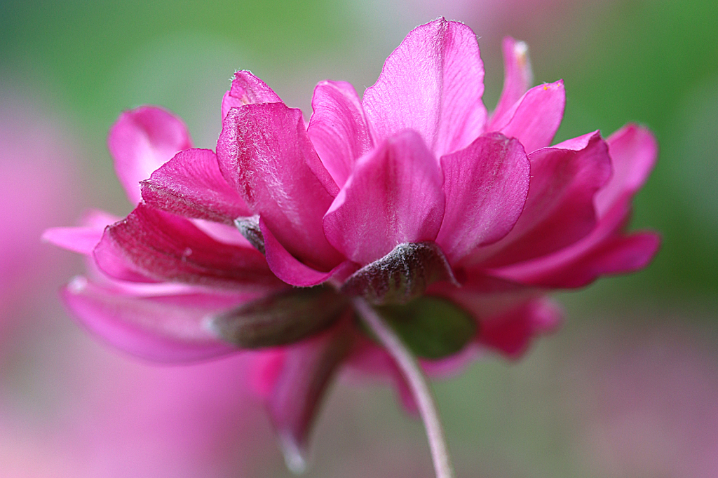Anemone
