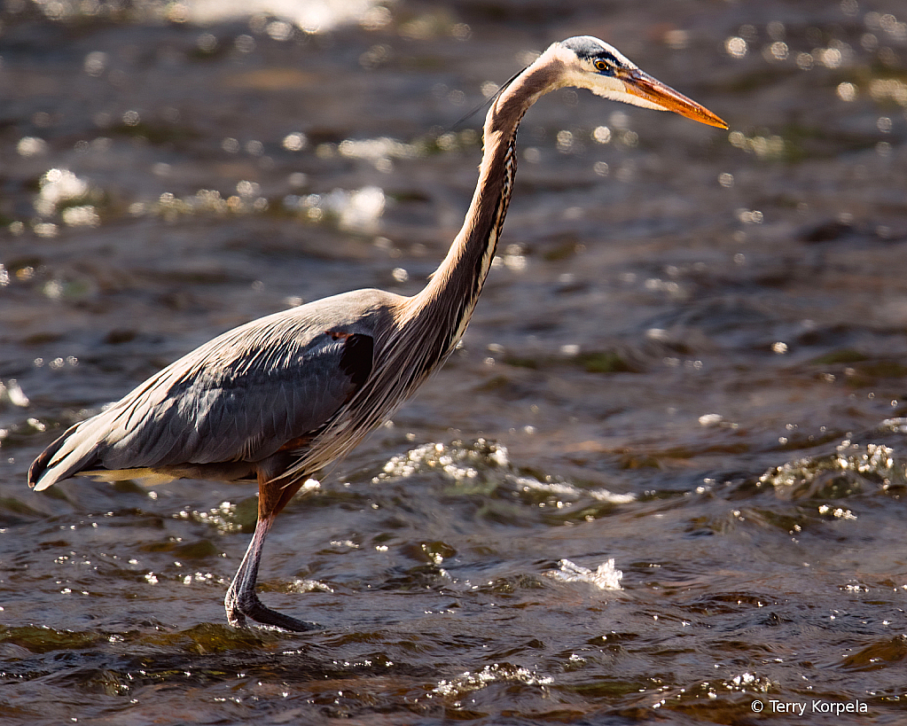 Great Blue Heron
