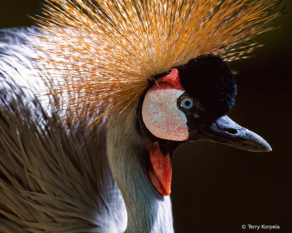 East-African Grey-crowned Crane