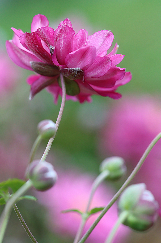 Anemone 2