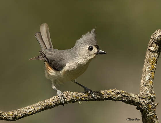 Tufted Titmouse