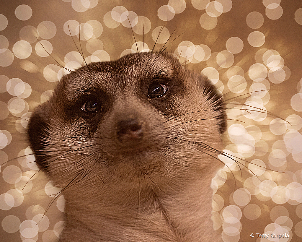 Meerkat Portrait